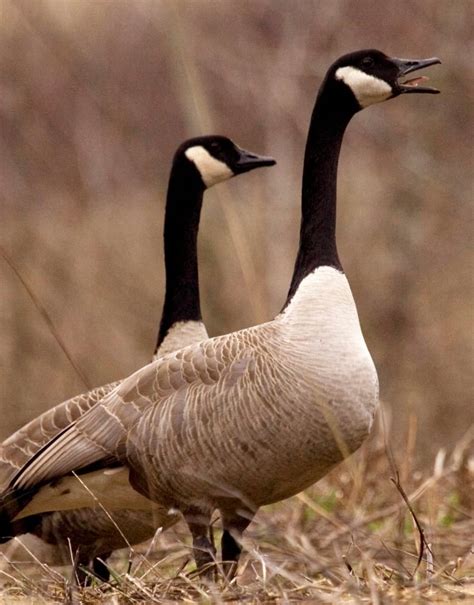 New Jersey Town Stops Gassing Canada Geese Opts For Non Lethal Control