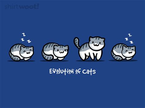 Evolution Of Cats