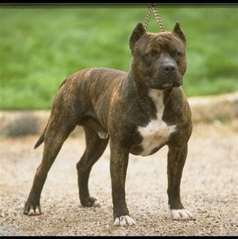 We did not find results for: Pitbulls | These friendly and loyal creatures are ...