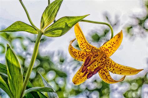 lilium canadense common names canada lily wild yellow lily or meadow lily photograph by