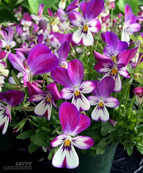 These dainty annual flowers are super easy to grow and a fantastic choice for anyone who loves to use their flowers for bouquets. Brighten Dark Areas of the Garden with Annual Flowers for ...