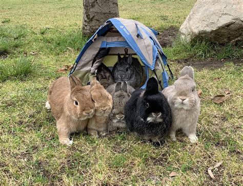 7 Bunnies On A Camping Trip Rabbits