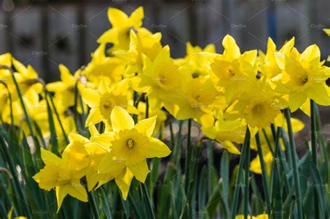 Yellow Daffodil Flowers In The Garden Nature Photos Creative Market