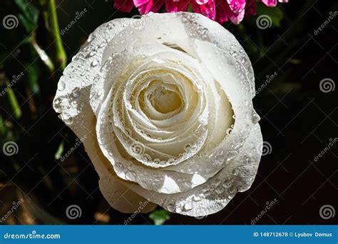 White Rose With Water Drops On A Dark Background Stock Photo Image