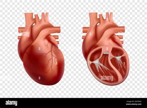 3d Anatomía Del Corazón Humano Con Vista Transversal Y Sin Cortes