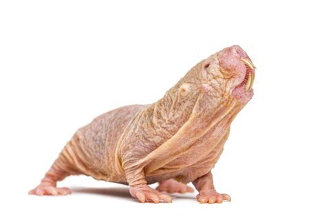 Naked Mole Rats Speak In Different Languages Just Like Humans