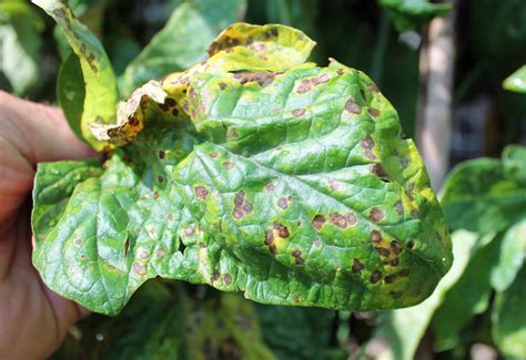 They cause yellow leaves, spots, rot and stunted growth. Tomato Diseases Leaf Spot | Cromalinsupport