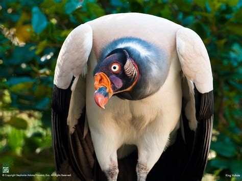 King Vulture — Houston Zoo Houston Zoo Animals Beautiful Zoo