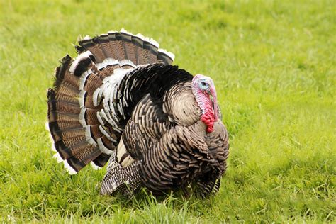 Heritage Turkey Breeds For The Rural American Grit
