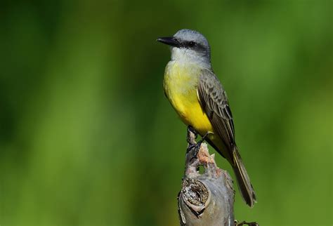 Tirano Pirir Aves De Villa De Leyva Boyac Inaturalist