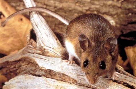 Kentucky Health News Beware Of Stirring Up Dust Where Deer Mice May