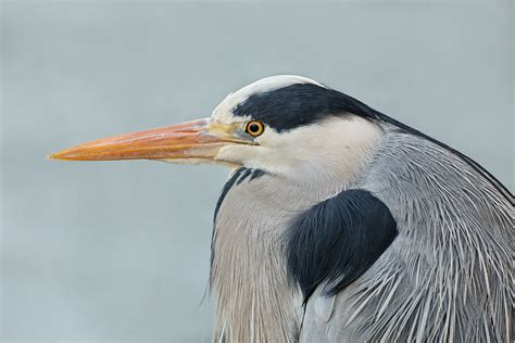 Portrait Of A Blue Heron Birds In Photography On The