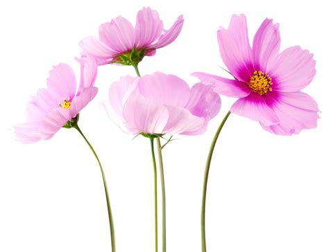 flower free Cosmea Flower PNG Image | Flower png images, Flower images ...