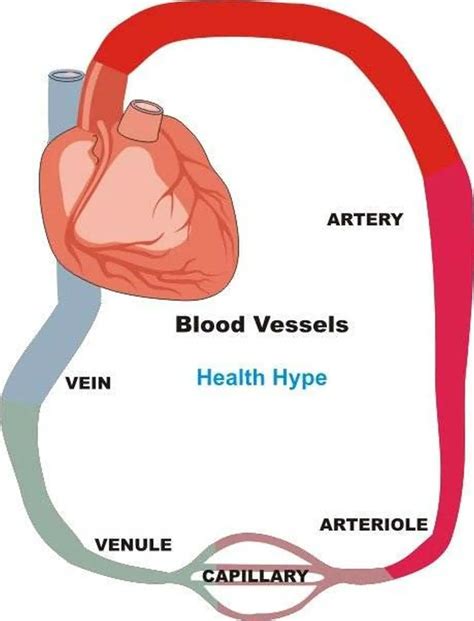 Pictures Of Blood Vessels Healthiack