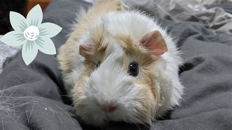 Asmr Pet Guinea Pig Petting Her Pet Therapy Youtube