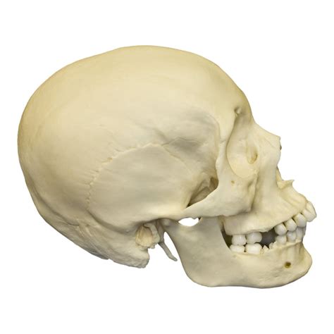Replica Human Skull African Female — Skulls Unlimited International Inc