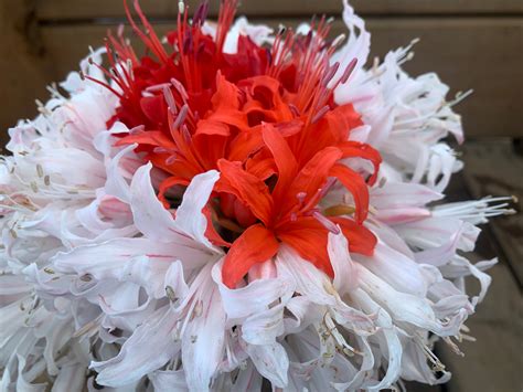 Frederick's flowers & greenhouses is a member of the nationwide network of trusted ftd florists and can help you send a thoughtful gift across the country, even in the moments that you unfortunately cannot be there yourself. Fresh Nerine Flowers - Bright, long lasting and joyful!