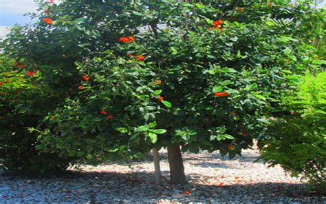 The orange geiger tree is very tropical and although they do fine even in full arizona sun,if it hits 32 degrees over the winter,they are dead.i have a few in my greenhouse that are flowering and they are only in 1 and 2 gallon pots.the flowers are very deep orange color. GEIGER TREE FOR SALE NORTH FORT MYERS