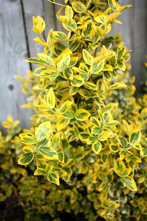 Emerald And Gold Euonymus Best Shrubs For Shade Shade Loving Shrubs
