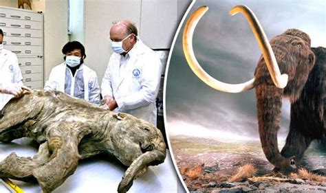 Scientists To Bring The Woolly Mammoth Back To Life After Ground Breaking Discovery The Wooly
