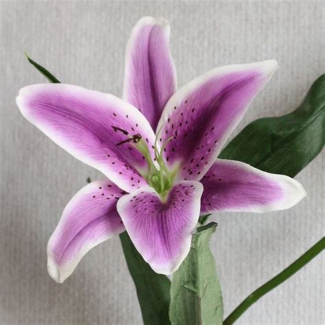 It is often most active at dawn and dusk, but fortunate observers sometimes spot one hunting fish and frogs in bright daylight. Purple Tiger Lily | Tiger lily flowers, Purple lily, Tiger ...