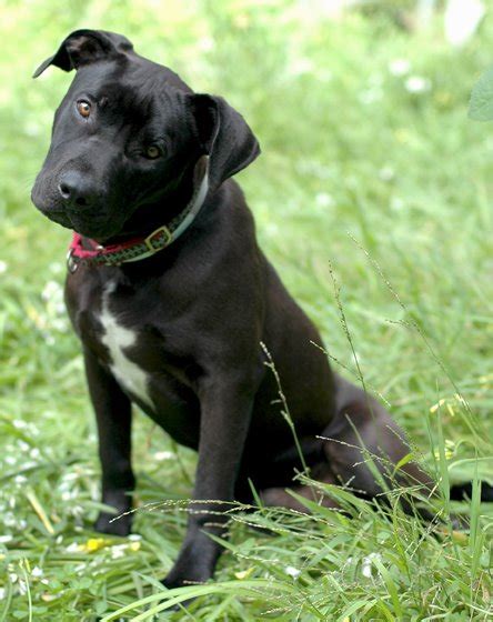 Our main objective is to raise quality and healthy pitbull puppies for adoption with our excellent work ethics. Black lab pitbull mix dogs, best way to potty train a ...