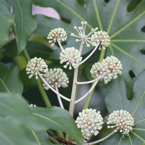 Buy Japanese Aralia Fatsia Japonica Delivery By Crocus