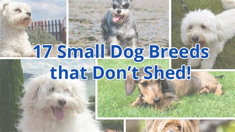 Small Dog Breeds That Dont Shed 17 Dogs Youll Adore