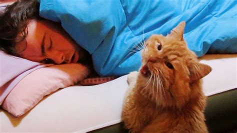 Cat Wake Up Their Owner By Cute Actions Cute Alarm Clock Ever YouTube