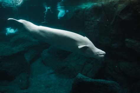 beluga cam livestream of 55 000 beluga whales migrating from arctic waters into canada made