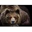 Download 2000x1333 Bear Close Up Predator Wallpapers  WallpaperMaiden