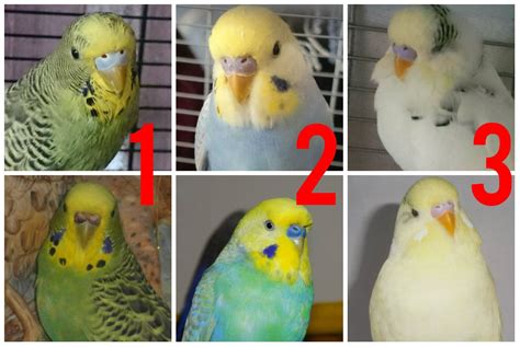 Female Budgie Cere Color Change Talk Budgies Forums Budgies