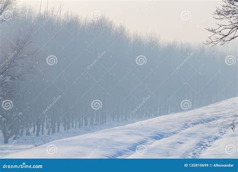 Winter Foggy Forest Scene Cold Foggy Forest With Snow Stock Image