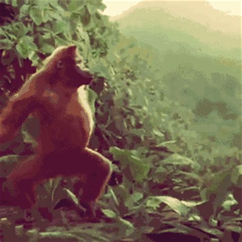 Funny GIF Find Share On GIPHY Monkey Dance Dancing Gif Monkeys