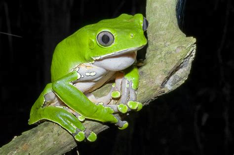 West Coast Elites Tout Benefits Of Amazonian Frog Poison Monkey Viral