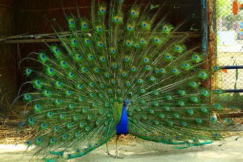 The naming of the species of living things is done by a formal system known as binomial nomenclature. Pea Fowl (Peacock), The National bird of India. | I ...