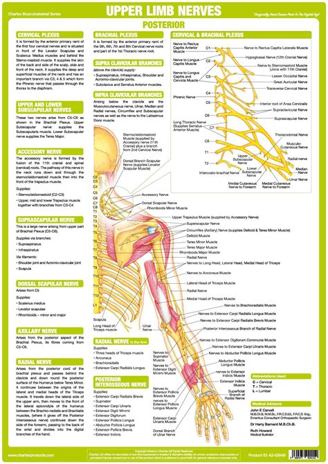 The upper arm is located between the shoulder joint and elbow joint. Upper Limb Nerve Chart - Posterior - Chartex Ltd