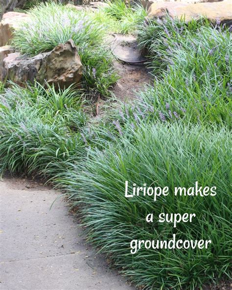 Drought Tolerant Liriope Makes An Outstanding Ground Cover