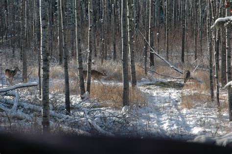 10 Things You Should Know About Deer In Winter