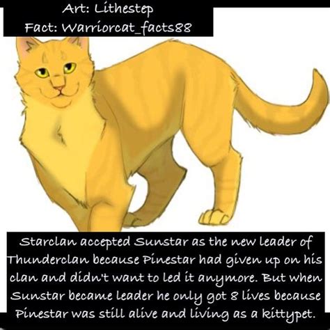 If Youve Read Bluestar Prophecy You Know Warrior Cats Books