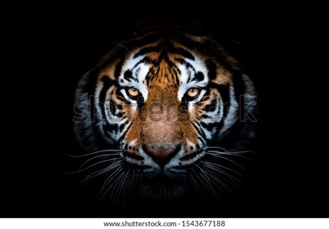 Portrait Tiger Black Background Stock Photo Edit Now 1543677188