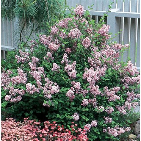Maybe you would like to learn more about one of these? 8-Gallon Lavender Dwarf Korean Lilac Flowering Shrub in ...