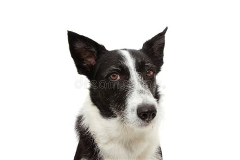 Angry Border Collie Expression Face Isolated On White Background Stock