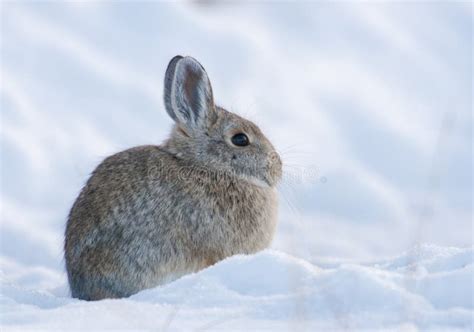 Mountain Cottontail On Snow Stock Image Image Of Beast Wintertime
