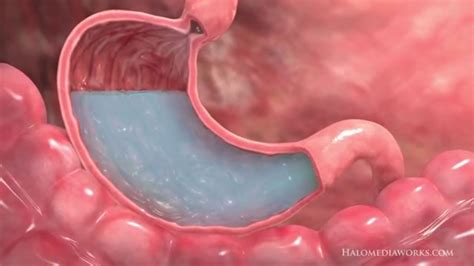 Medical Animation Interior Stomach Youtube