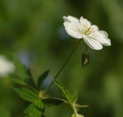 Small White Wildflower
