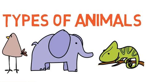 6 Main Types Of Animals Learn More Interesting Facts