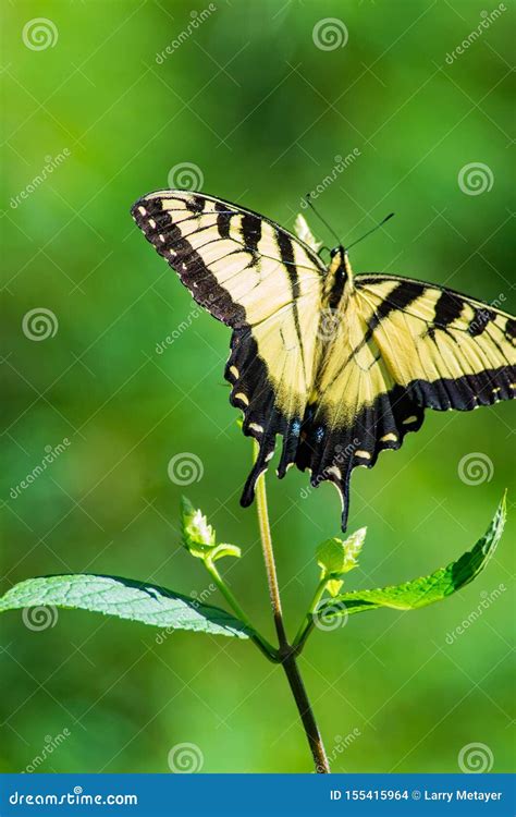 Tiger Swallowtail Butterfly Feeding Orientale Fotografia Stock