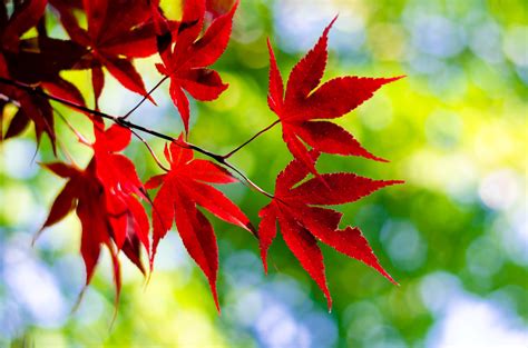Wallpaper Sunlight Nature Red Branch Green Maple Leaves Autumn