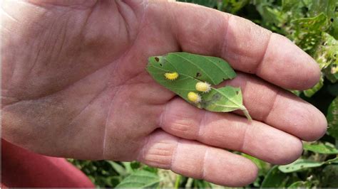 When first hatched, they all feed together. Mexican Bean Beetles Make an Appearance | Agronomic Crops ...
